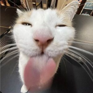 Meet your Posher, Charlie